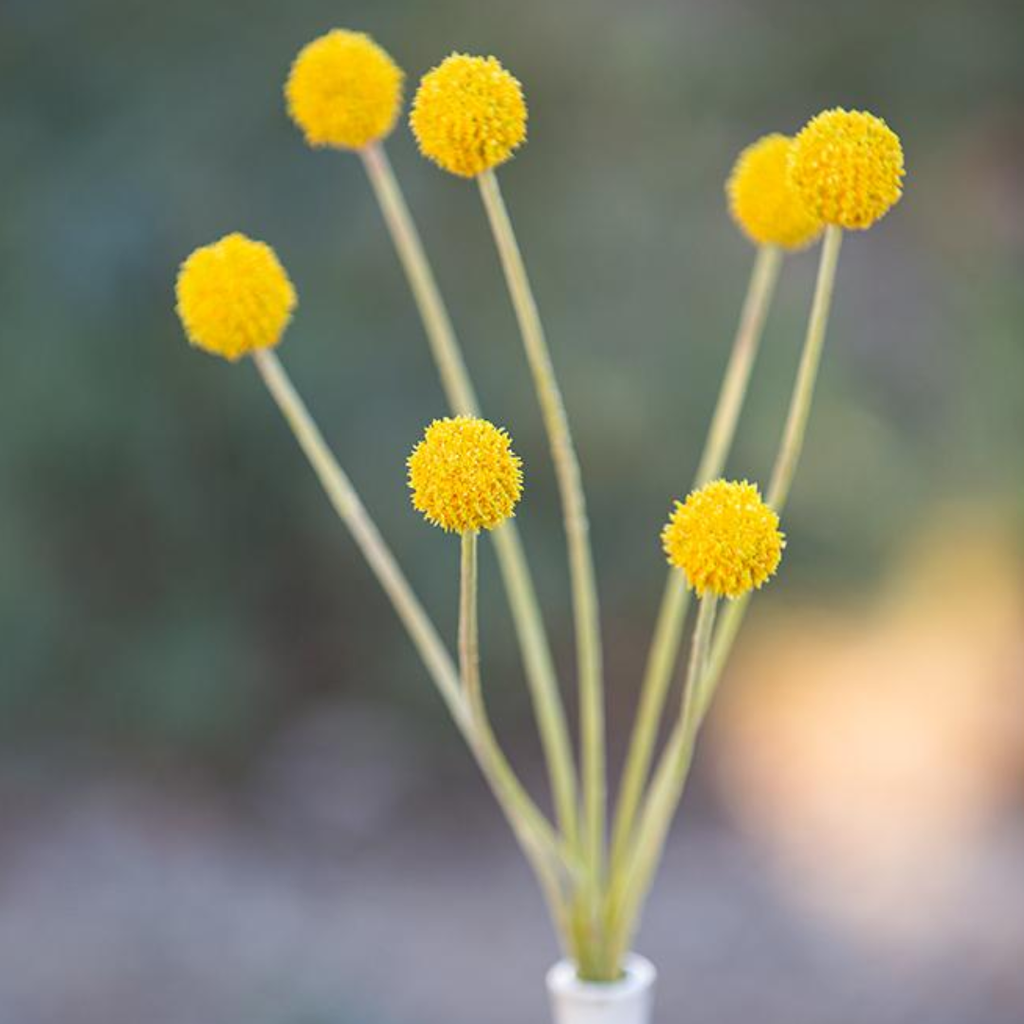 Billy Button Spray 24in Dwellings Home Trinidad